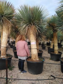 Yucca Rostrata torzs
